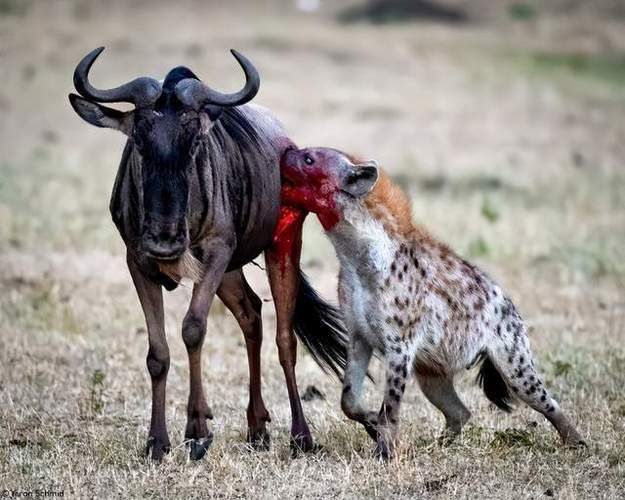 黄鼠狼在超市偷东西,黄鼠狼进超市偷东西
