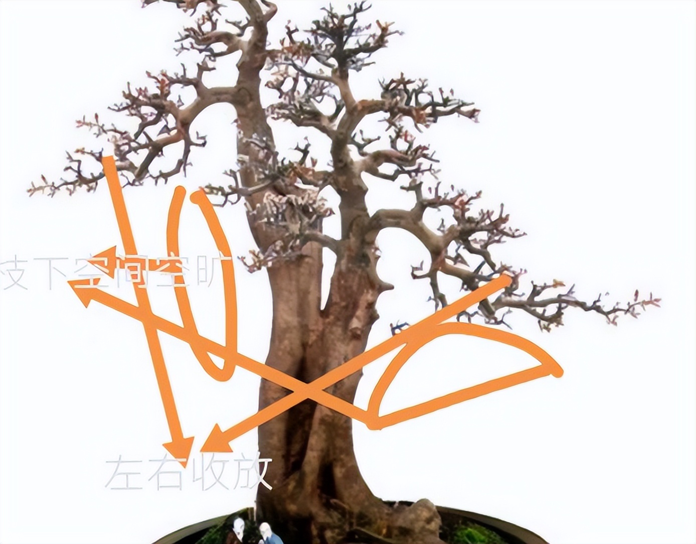 双杆盆景取舍图片,双杆盆景距离远怎么造型