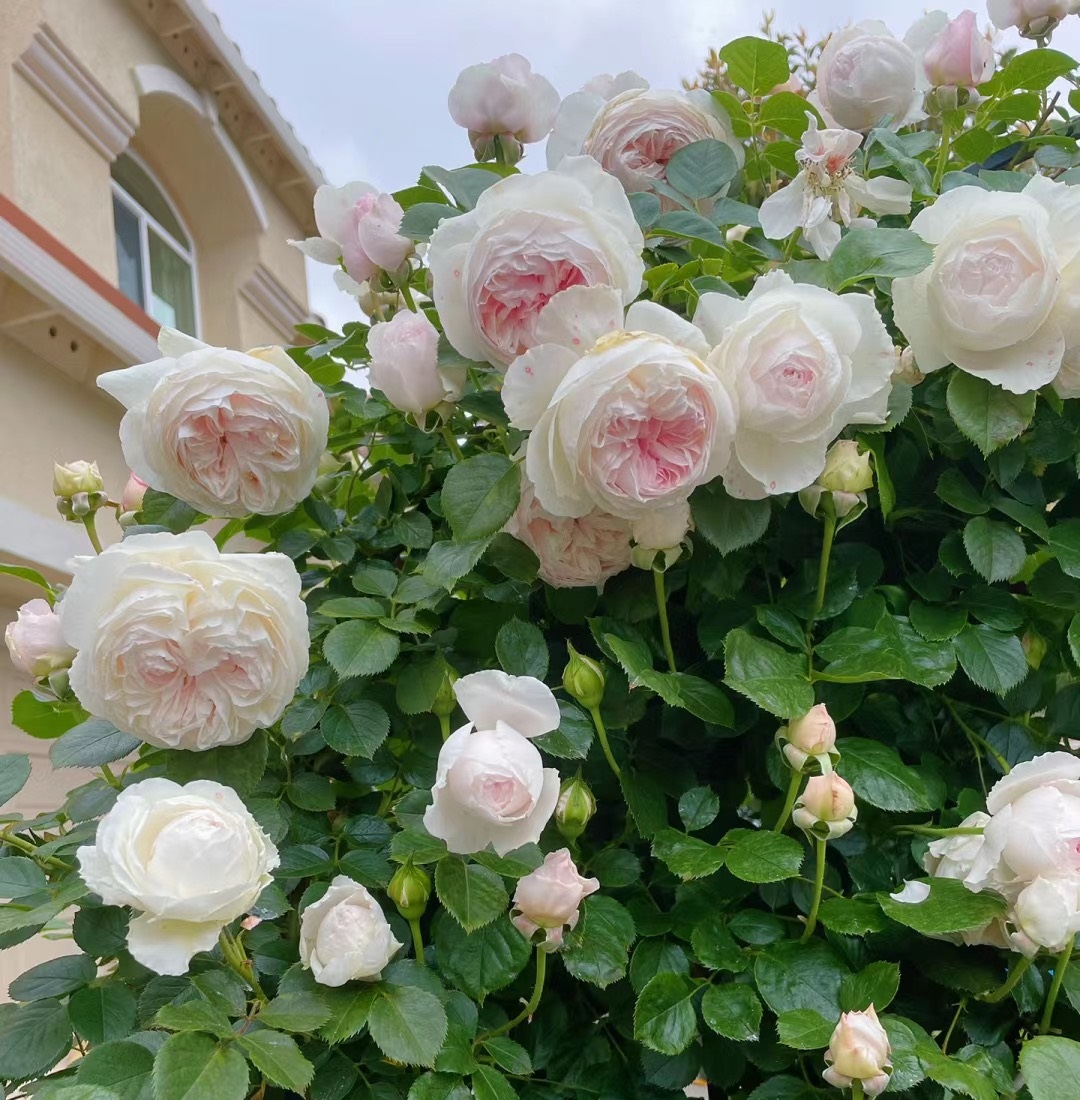 又香刺又多的月季,无刺又带香味的月季