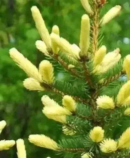 你见过松树吗,什么松树开花很漂亮