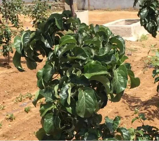 控旺药打多了有害吗,控旺药人吃了有危害吗