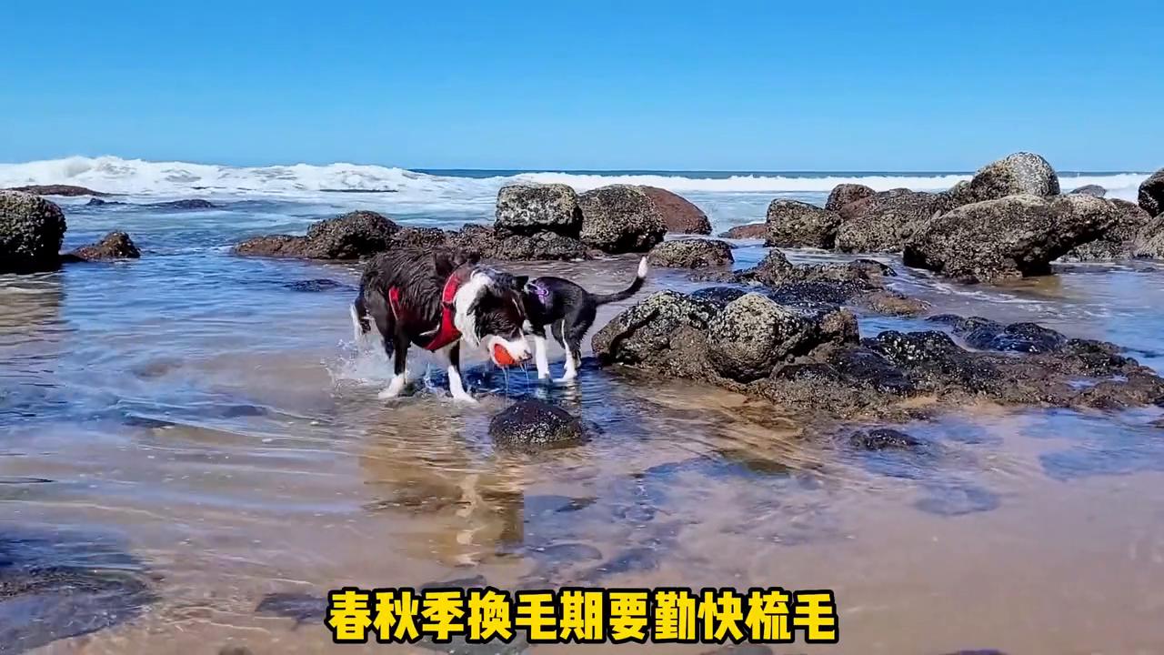 狗狗身上的味道是从哪里发出来的,怎么去除狗狗身上的味道