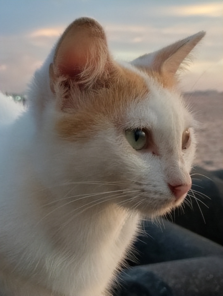 进行性视网膜萎缩治疗费用,进行性视网膜萎缩治疗