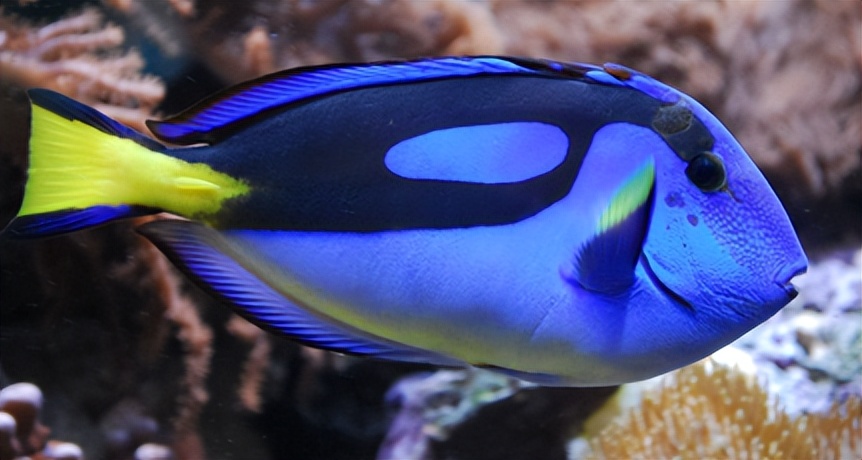 海缸入门花费多少,海缸入门推荐