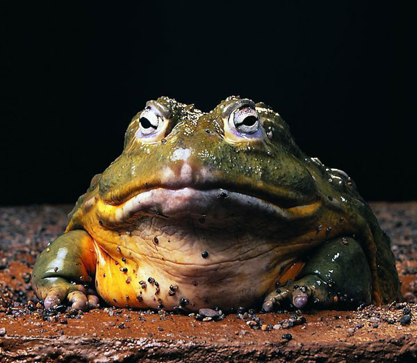 鬼吹灯张三链子人物关系图,鬼吹灯中哪里提到了张三链子