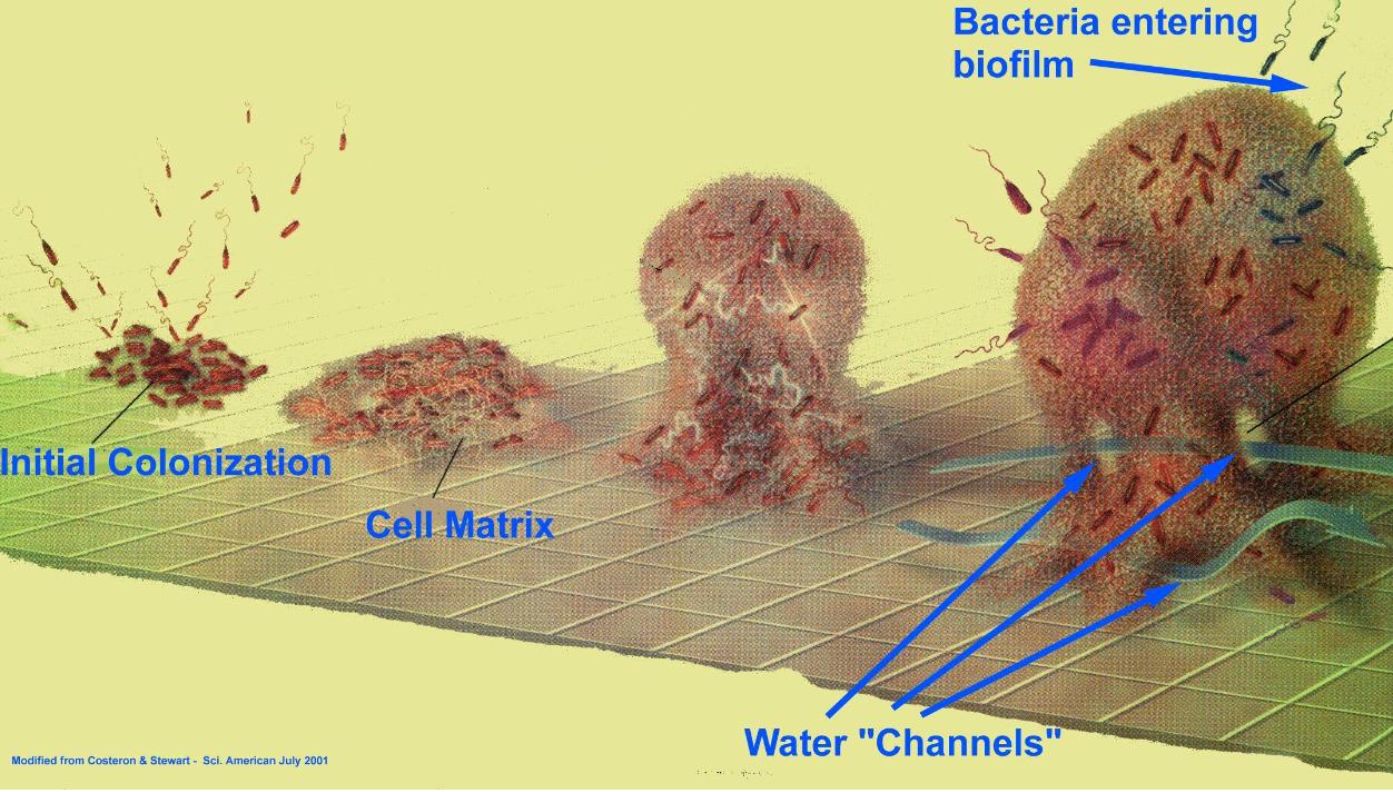 试析细菌表层蛋白，从月光到仿生，在宏观分子之间的协调表现