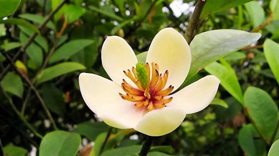 百花种类大全,百花的种类有哪些