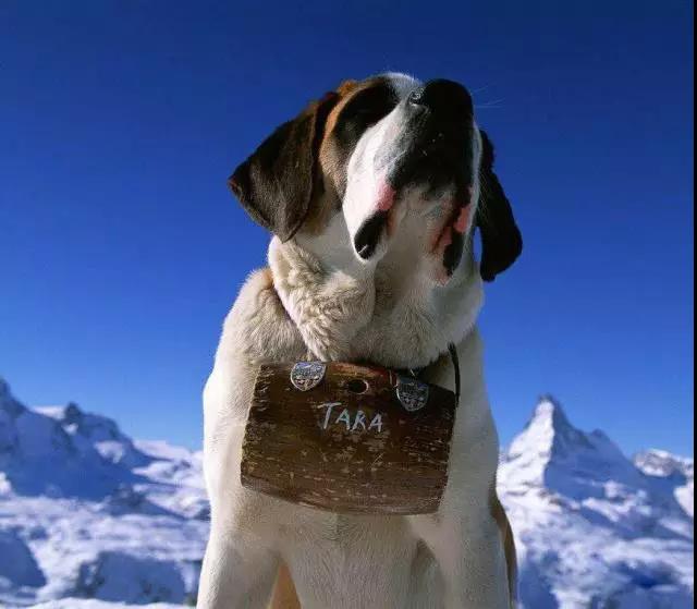 100多种名犬图片大全大图高清,100多种名犬图片大全大图