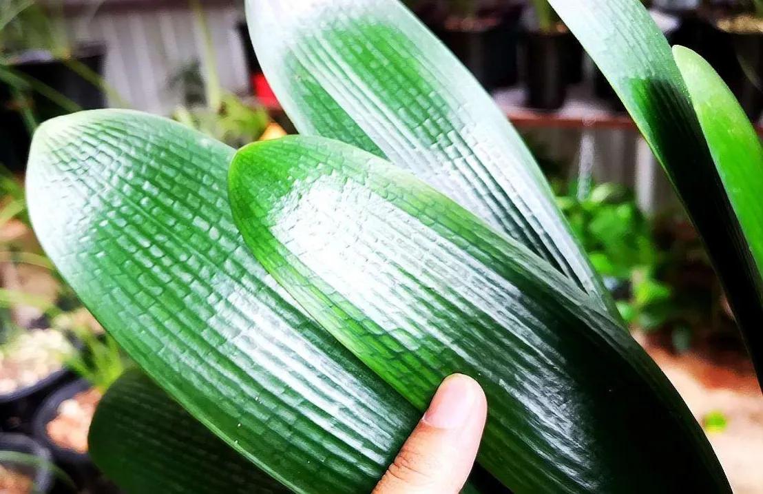 这6种花给点水就爆盆懒人必备,这4种花随便一养就爆盆