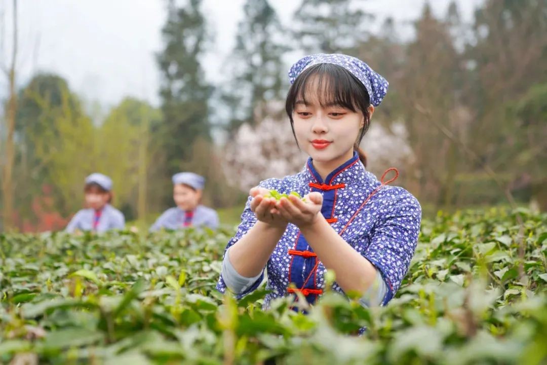 国际茶日致敬品茶爱好者们,国际茶日邀您共品一杯茶