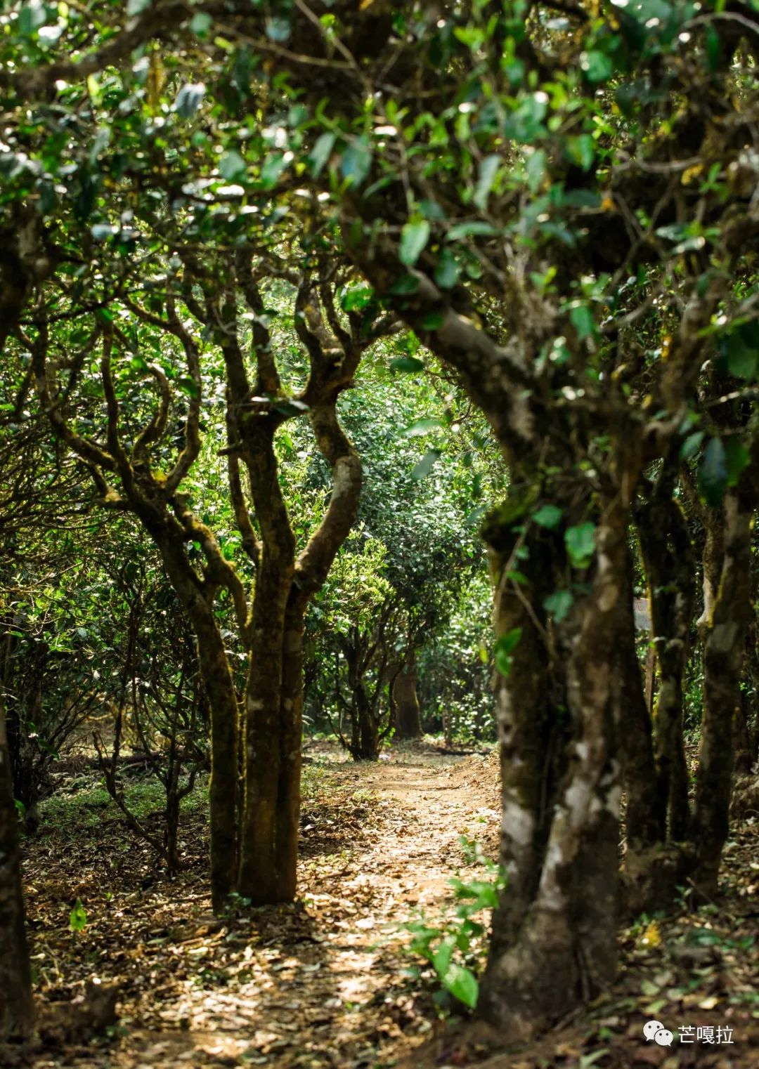 如何理解喝普洱茶时的体感,薄荷塘普洱茶有清凉感吗