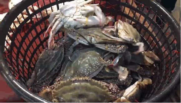 什么淡水蟹又大又好吃,厚礼蟹是螃蟹吗