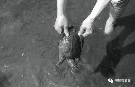 知青吃的故事——团鱼与断手、麻雀与大火