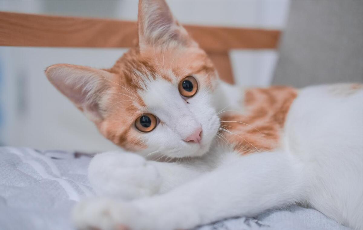 中华田园猫怎么养,中华田园猫为什么不建议养