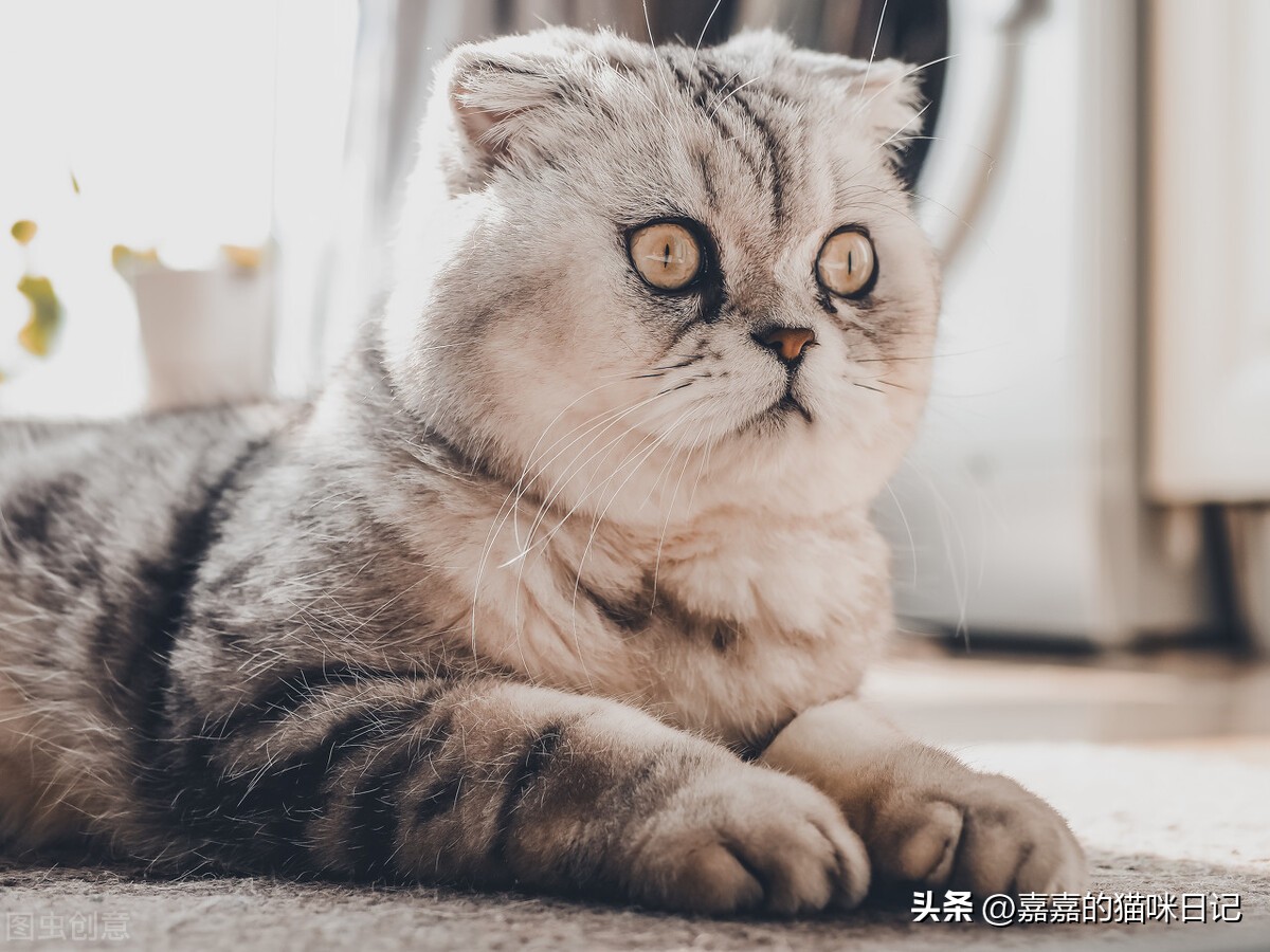 猫咪如果有应激反应需要如何应对，亲身经历