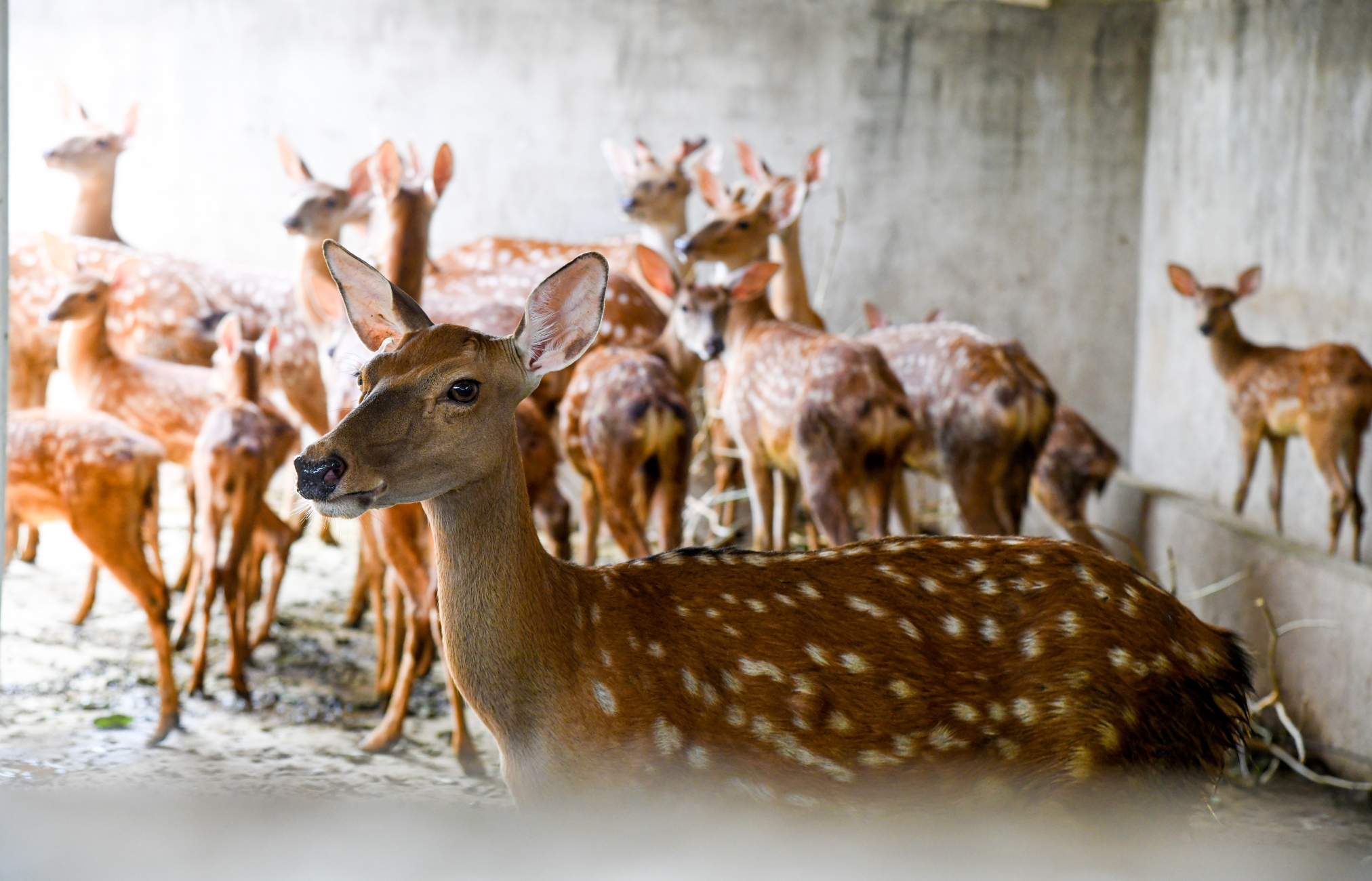 梅花鹿养殖产业助农致富奔小康,乡村季风梅花鹿养殖致富