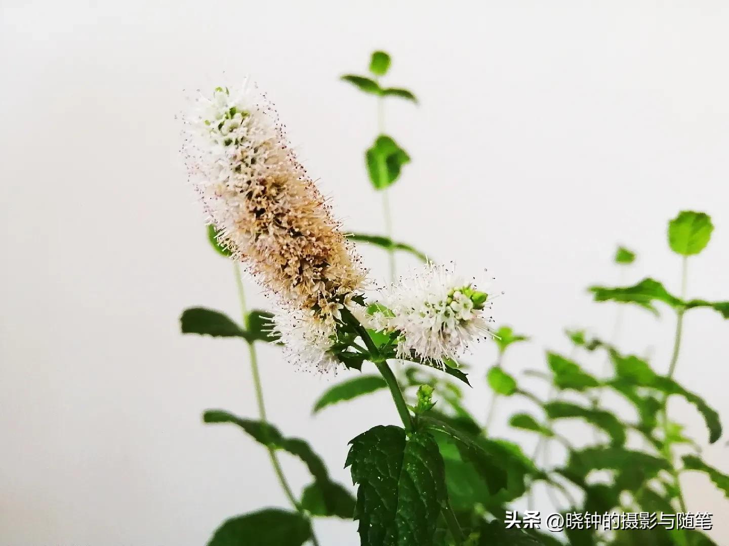 开花的薄荷可以扦插吗,种的薄荷长长了怎么处理