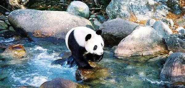 熊猫界几大家族,熊猫的种类有多少种