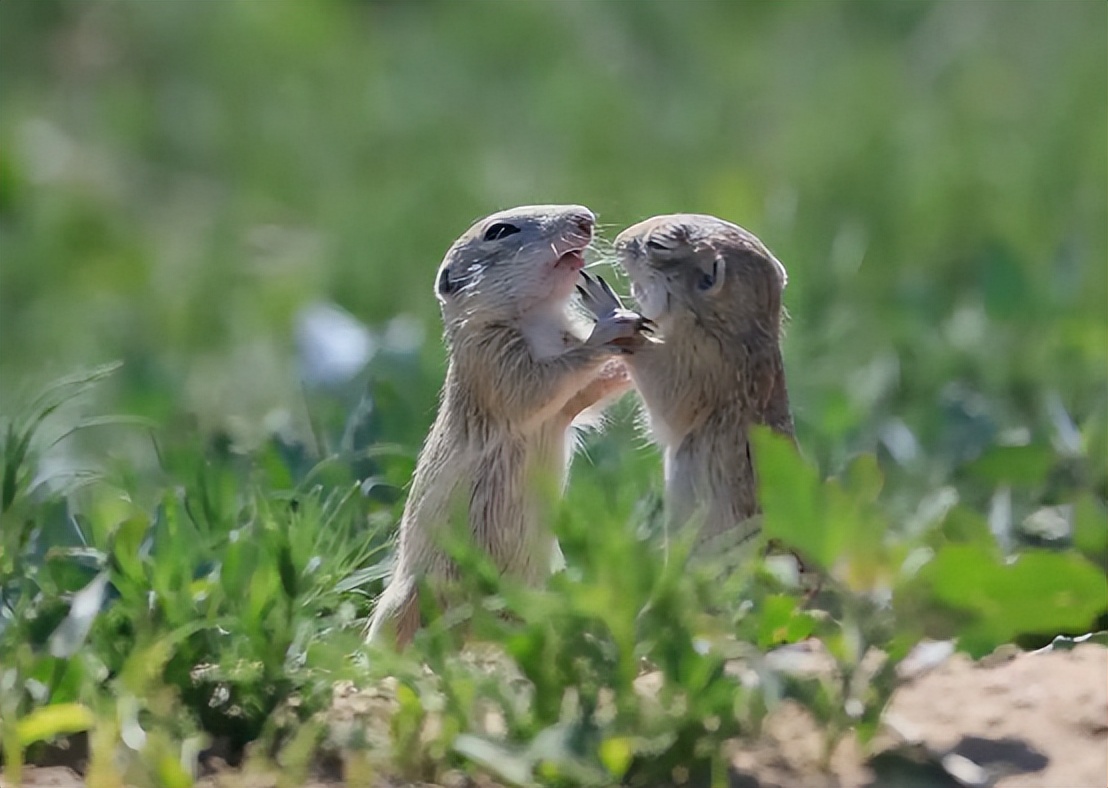 ​暗黑料理：鼠肉烹饪竟比鸭脖历史更悠久