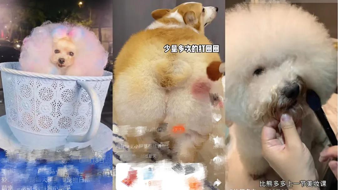 狗屁屁抹腮红，猫眼睛涂精华，宠物美妆你不懂