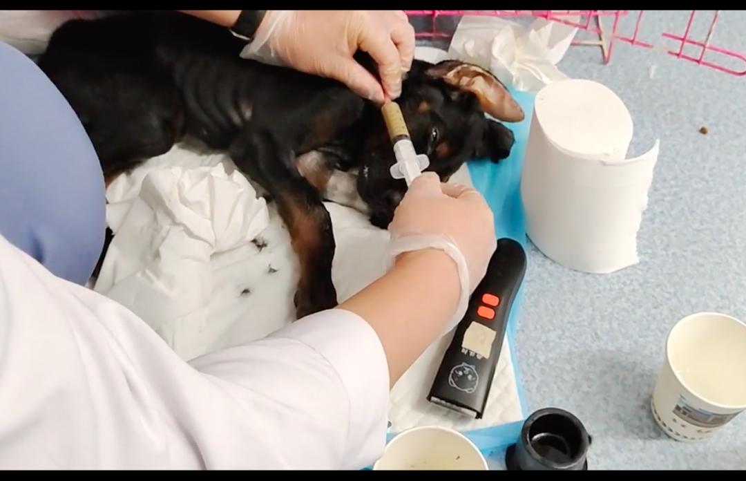 主人给狗狗治病它知道吗,主人被杜宾幼犬打过全部疫苗抓到