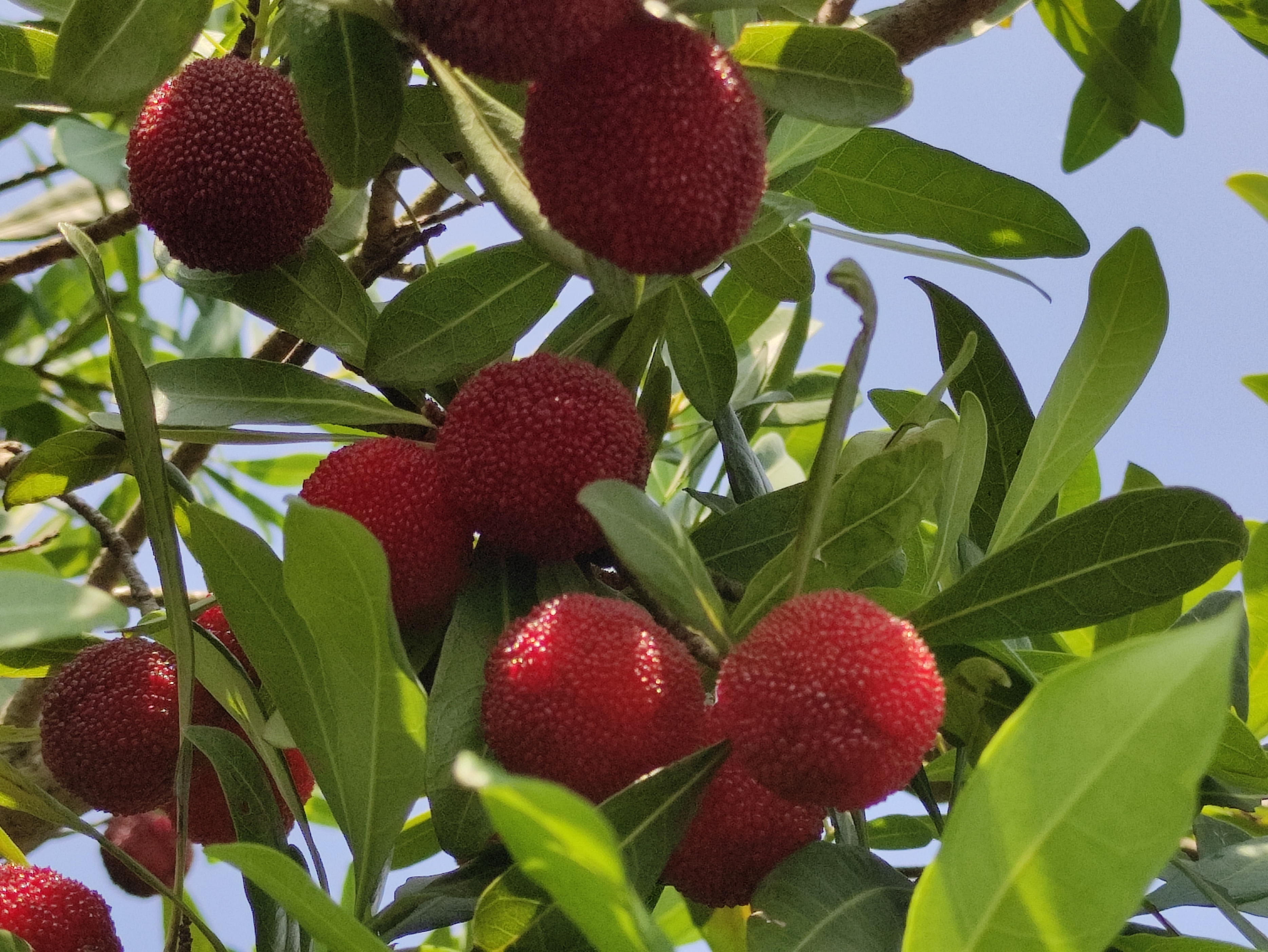 苏州东山杨梅几月份成熟,苏州东山杨梅还是西山杨梅好吃
