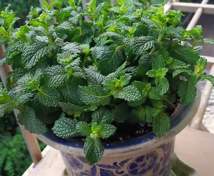 最好养的室内驱蚊植物是什么,适合室内养的驱蚊花卉有哪些品种