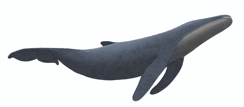 揭秘赌石直播间,直播间赌石卖高价