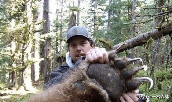 东北棕熊和俄罗斯棕熊再次打架,棕熊和棕熊打起来谁更厉害