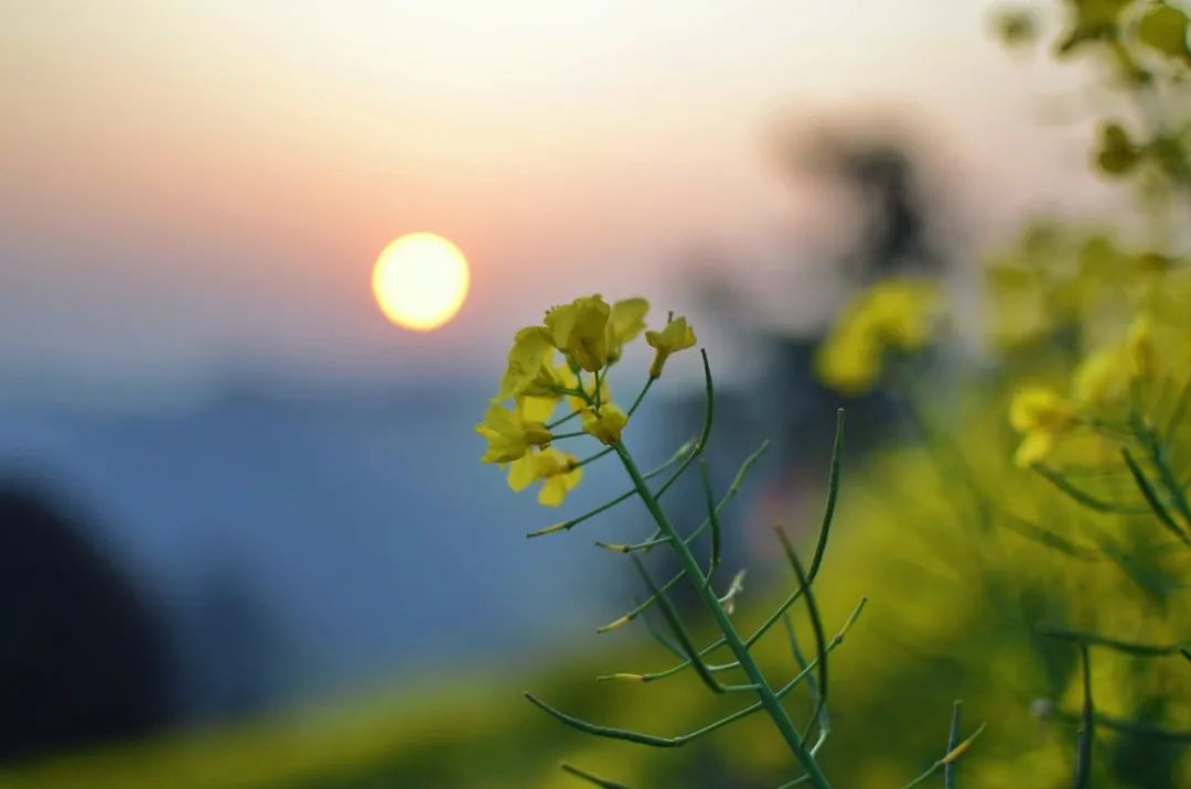 宋诗500首儿童背诵,唐宋诗三百首幼儿早教唐诗背诵