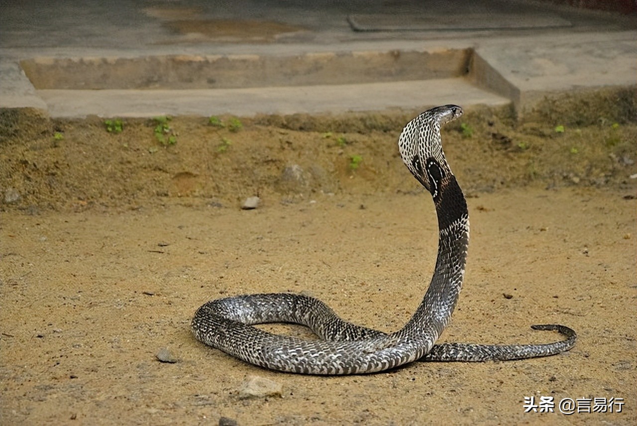 遇到蛇应该怎么防御,蛇怕什么植物驱蛇