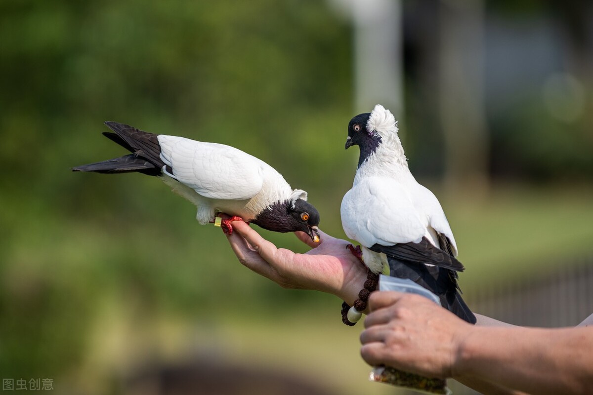 世界各国最稀有的国宝,100个国家国宝动物