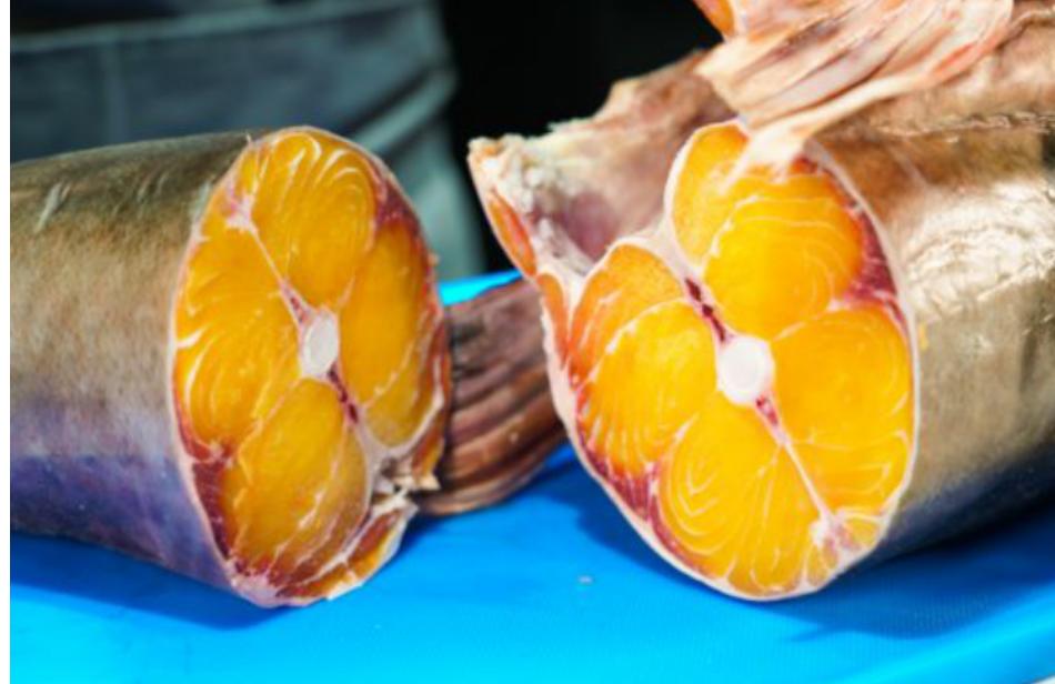 在印度是吃人水怪,在云南就是道菜!快要消失的面瓜鱼有多好吃?