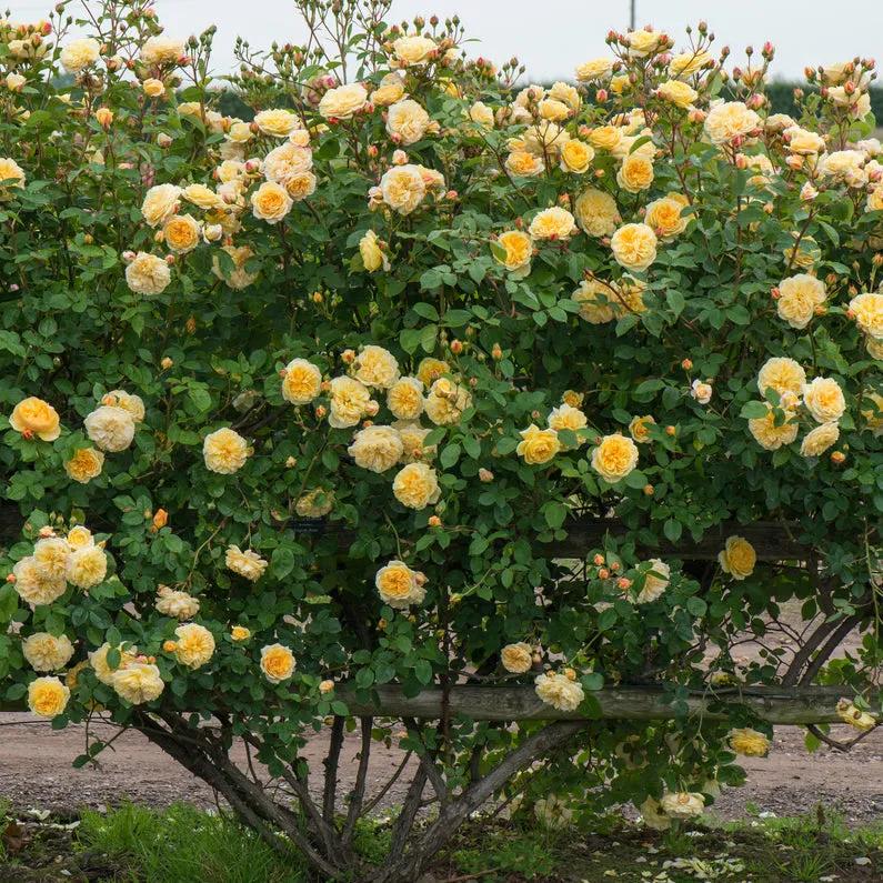 欢笑格鲁吉亚藤本,欢笑格鲁吉亚会变色吗