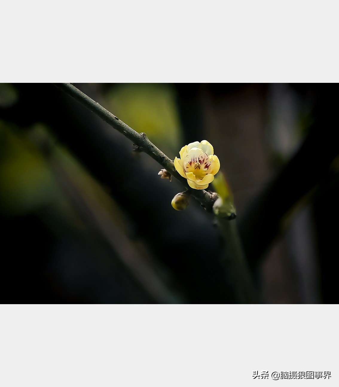 教你几个拍摄腊梅的摄影技巧干货,腊梅花怎样拍照好看