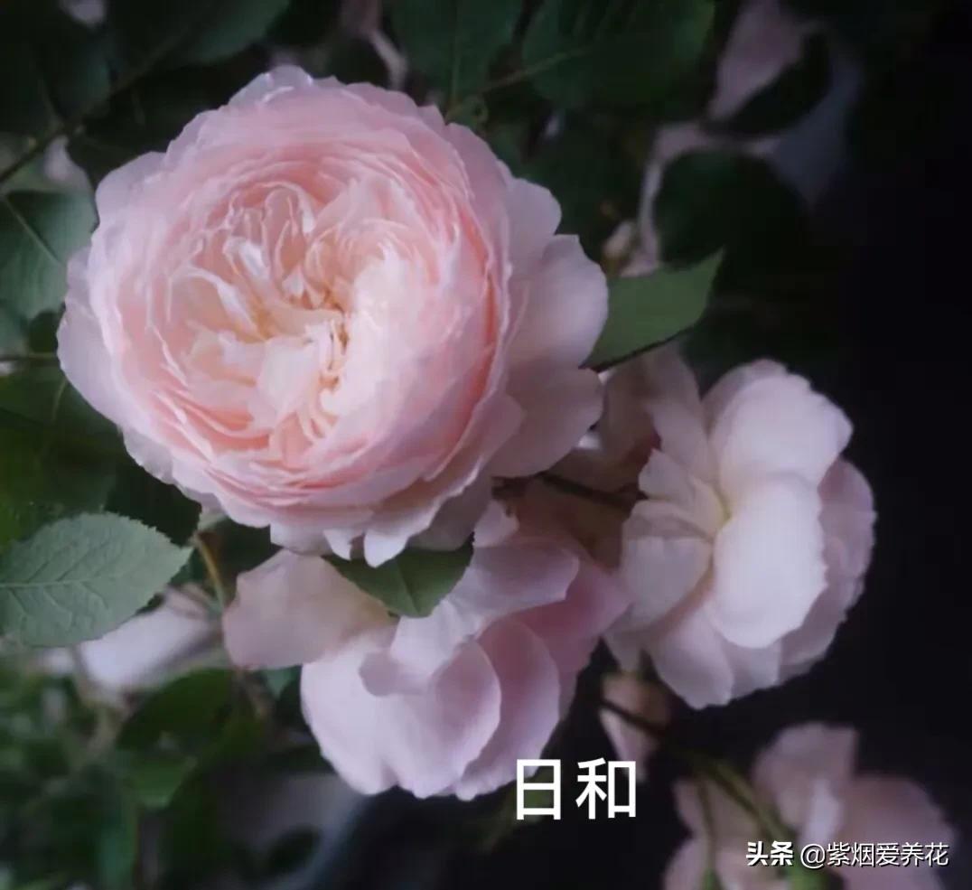 推荐一款漂亮的月季花,推荐好的月季品种