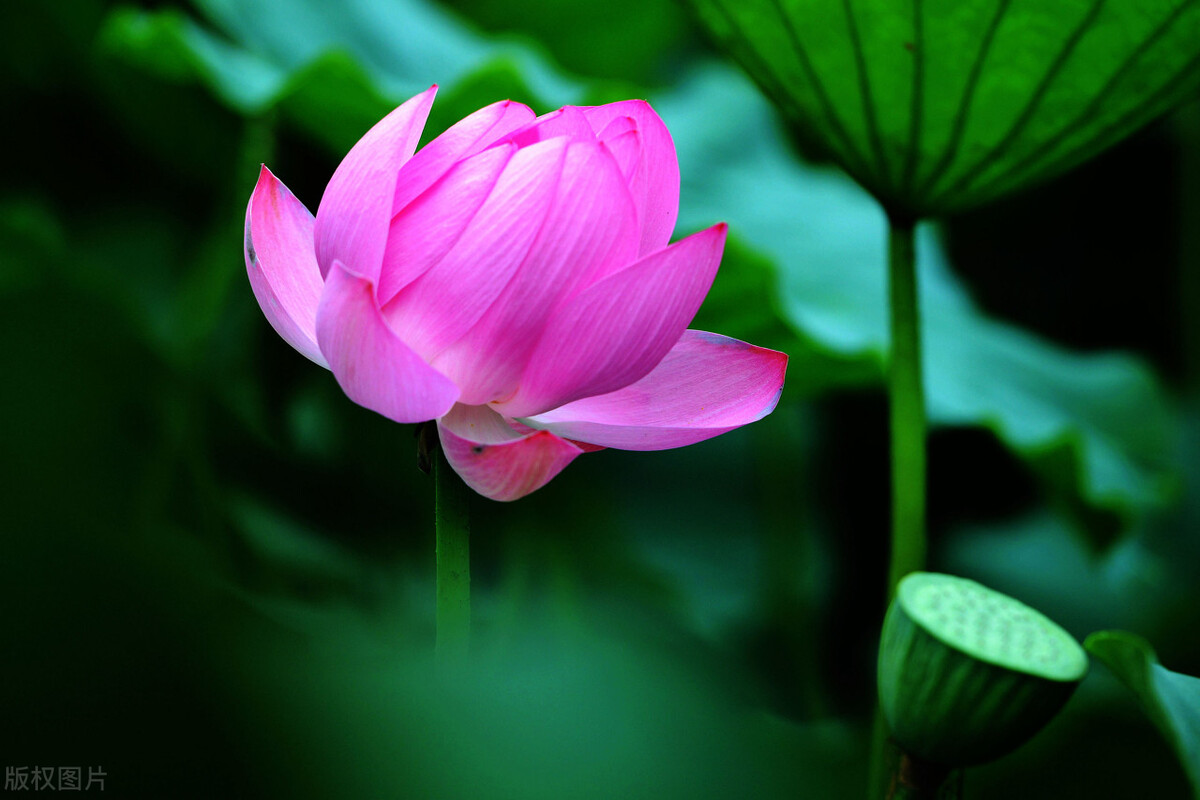 古诗词中荷花的意象思乡,荷花在古诗中表达的情感