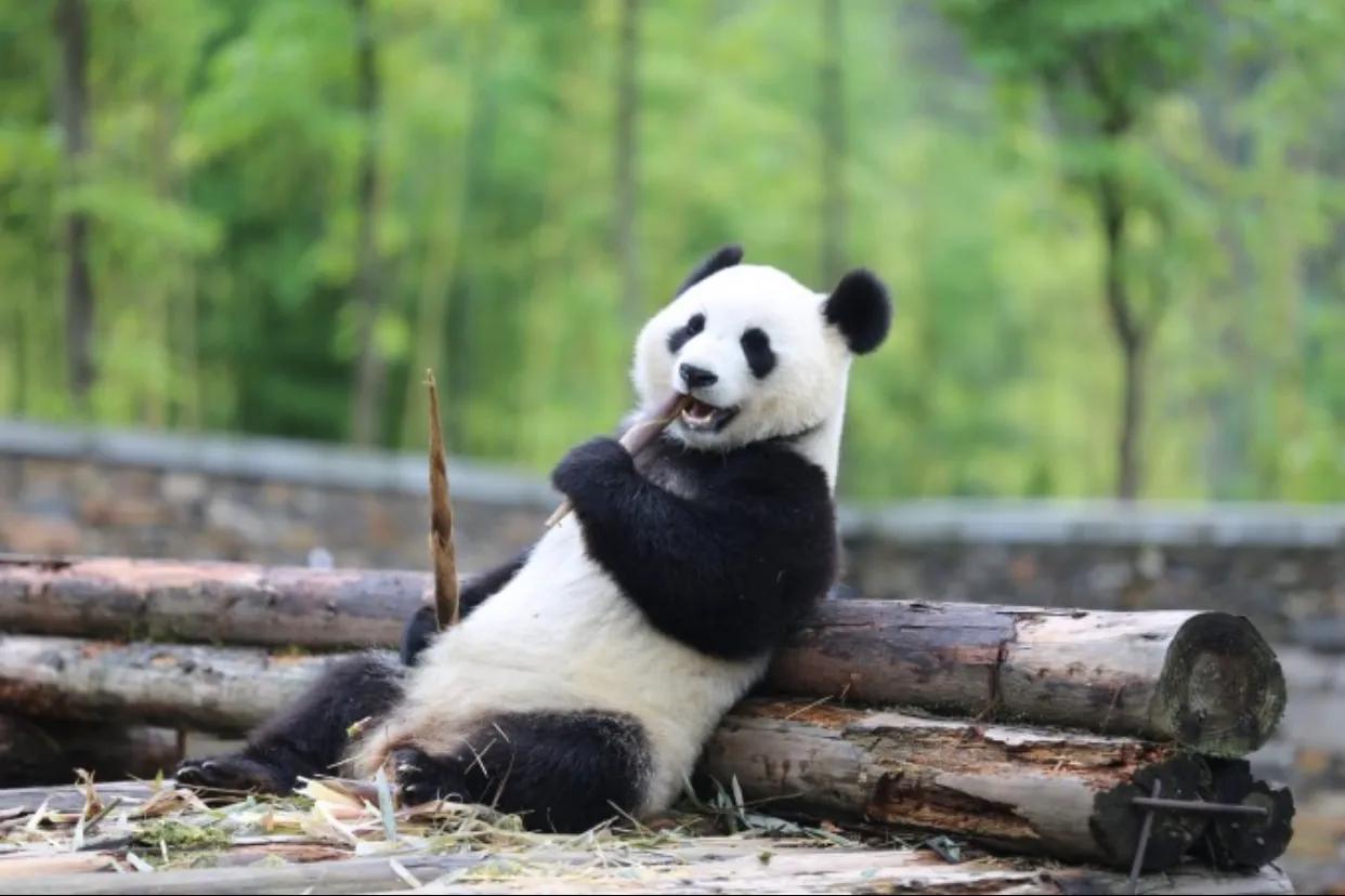 大熊猫基地怎么才能去喂大熊猫,大熊猫基地怎么去九寨沟