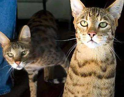世界上最贵的猫咪,十种世界上最昂贵的猫咪