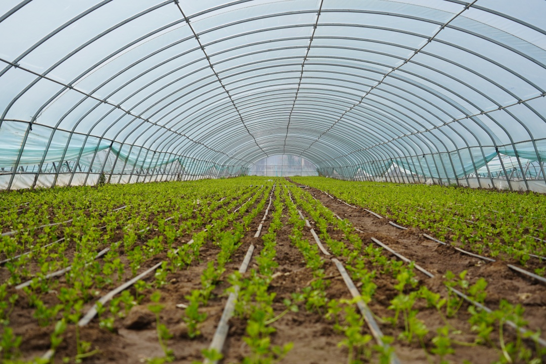 灌溉沙漠工程,太阳能灌溉系统灌溉10000亩地