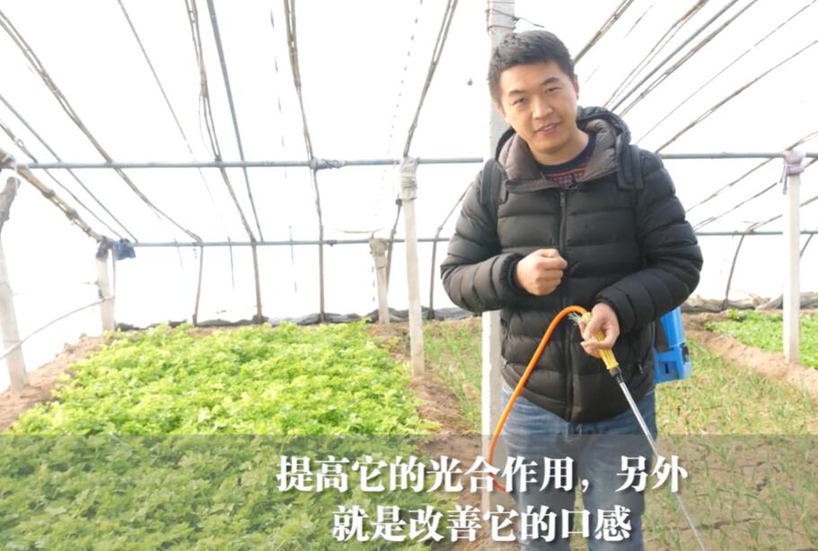 红糖做肥料会招蚂蚁有办法防止吗,过期的红糖可以撒在田里当肥料吗