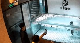 狗为什么天生就会游泳,狗为什么天生会游泳的原因