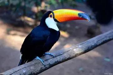 你不知道的国家冷知识伯利兹篇,伯利兹国家为什么那么小