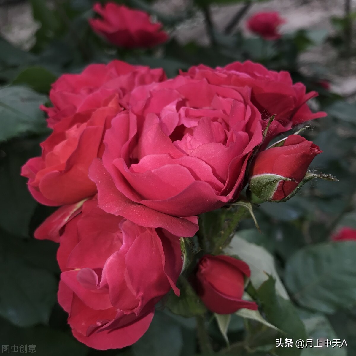 咏月季花的诗,月季花七绝诗