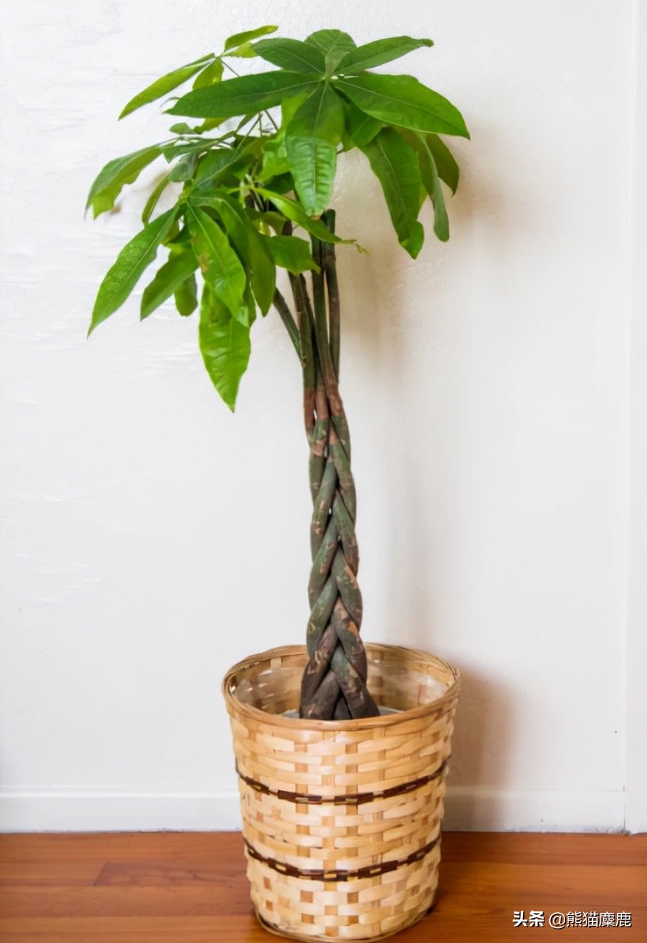 摇钱树怎么浇水才能多发芽,植物摇钱树怎么养图片