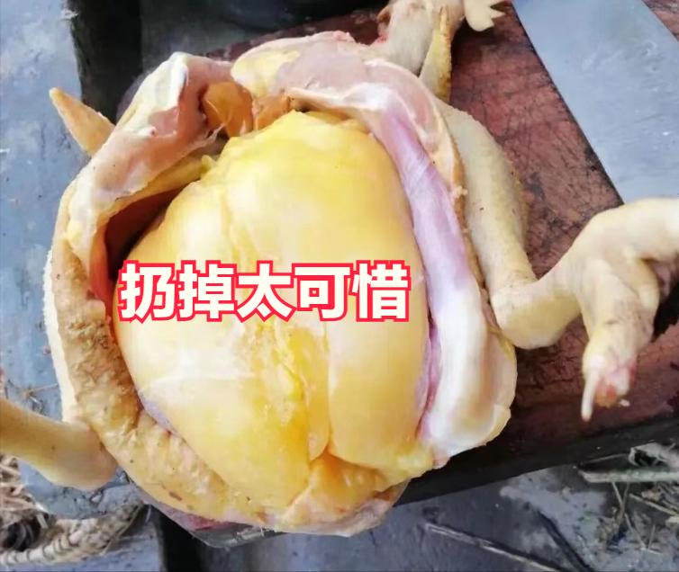 家里杀鸡时，鸡肚里有一块黄油，该扔掉还是吃掉？看完长见识了