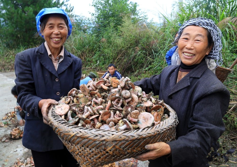 上山采枞树菌价格,贵州野生枞树菌今天价格