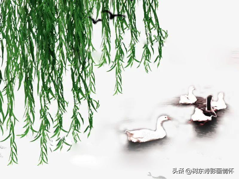 春风杨柳万千条,六亿神州尽舜尧,从咏柳中体会中华文化的魅力