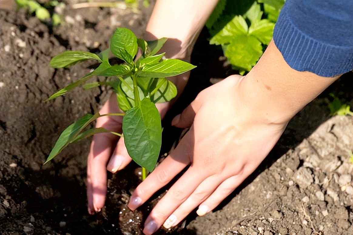 菜苗移栽后，叶片萎蔫缓苗慢？别急，分享5个小窍门，好学更好用