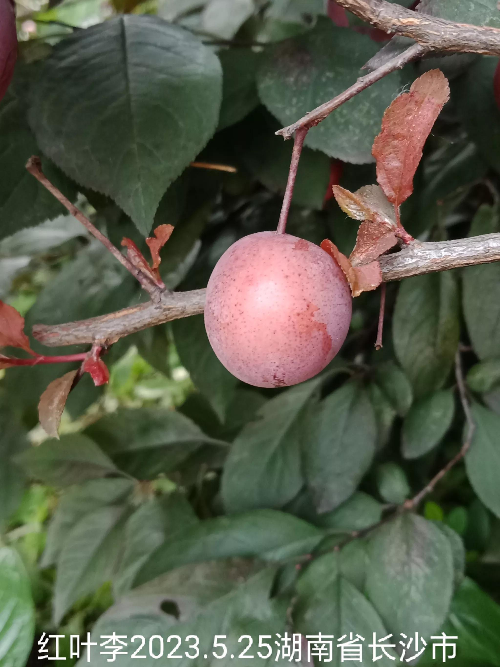 怎么找回没保存丢失的微信群,怎么找回没有保存的微信群